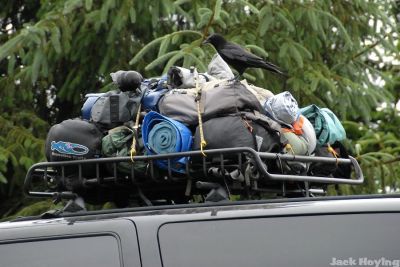 Crows checking out a luggage rack