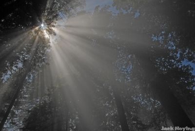 Sunlight filtering through the Redwoods 1