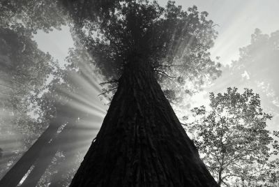 Sunlight filtering through the Redwoods 2