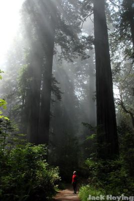 Sunlight filtering through the Redwoods 3