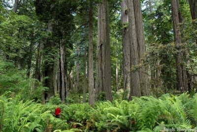 Tall Ferns near the Redwoods