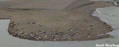 Seals on the California Coast