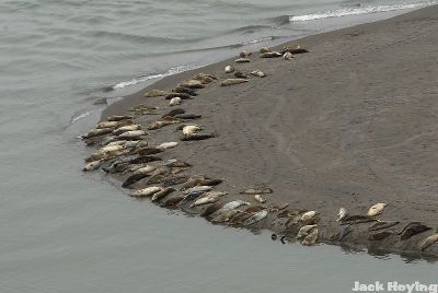 Seals all lined up