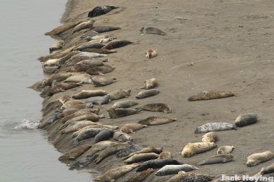 Seals on a Northen California Beach