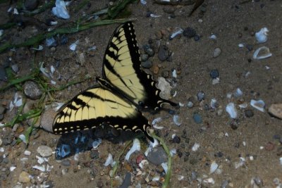 Butterfly on the beach