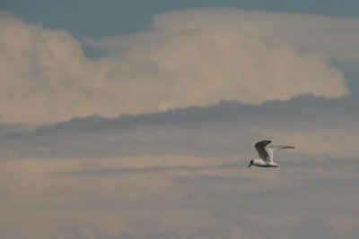 Diving bird against the clouds