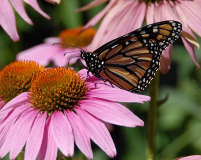 Butterfly on the Coneflowers