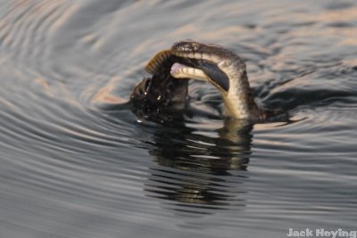 Lake Erie Sea Snake with catch (Goby)