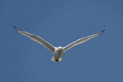Seagull checking me out