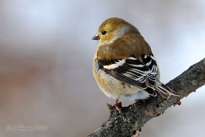 Goldfinch in his Winter Colors