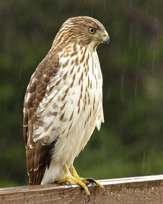 Coopers Hawk in the Rain