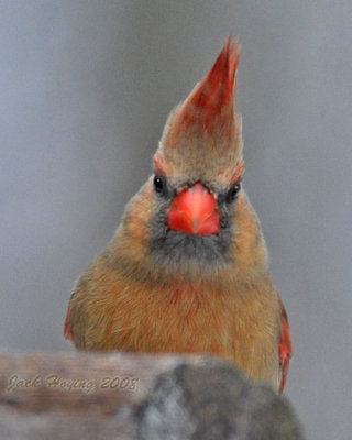 Getting the Evil Eye from a Female Cardinal