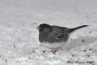 Fat Junco