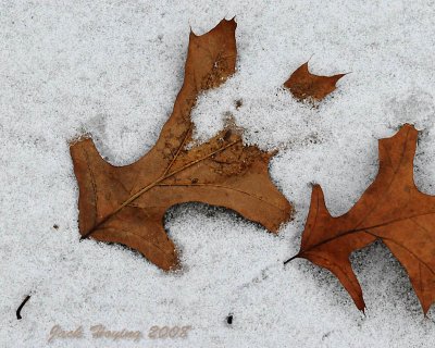Red Oak leaf in the Snow