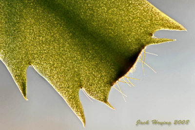 Backlit Christmas Cactus