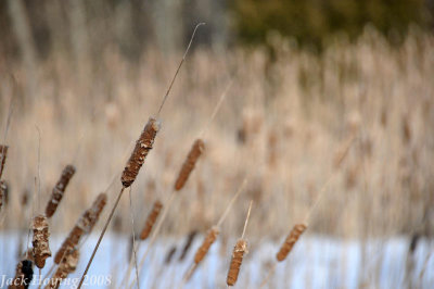 Cat-tail at Cedar Pond