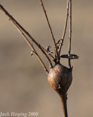 Wasp Nest in a Weed