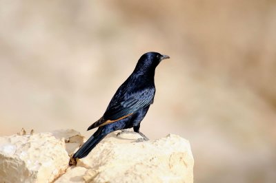 Tristram's Starling, Nahal Peres, Judean desert