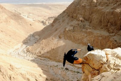 Tristram's Starling, Nahal Peres, Judean desert
