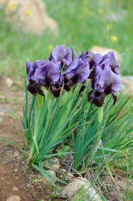 Hayne's iris; iris haynei; אירוס הגלבוע