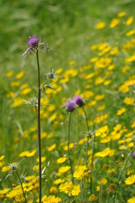 Syrian thistle; notobasis syriaca; ברקן סורי