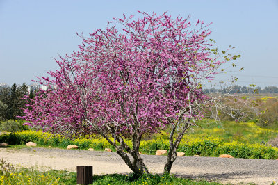 Juda's tree; cercis siliquastrum; כליל החורש