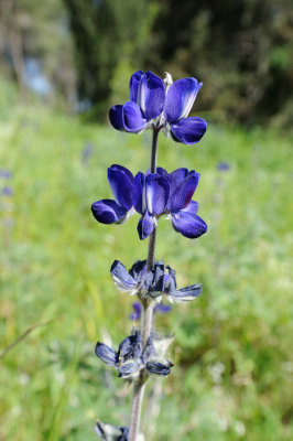 Blue lupine; lupinus pilosus; תורמוס ההרים