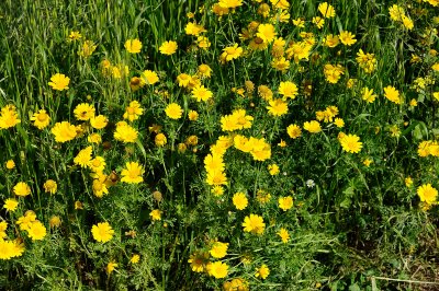 Crown daisy; Chrysanthemum coronarium; חרצית עטורה