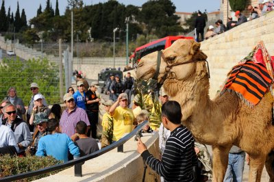 A camel becomes a point of attraction for participants at the Palm Sunday procession