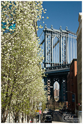 015-Brooklyn Bridge CityRover Walk with Max_D3B1103.jpg