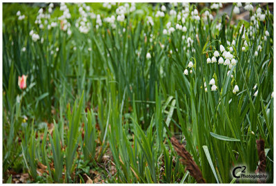 067-SnowdropsCentral Park CityRover Walking tour with Max_D3B1197.jpg