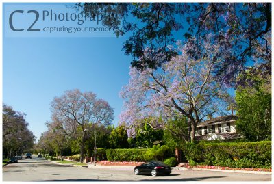 001-Beverly Hills - Wisteria Lane_DSC5855.jpg