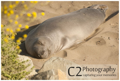 126-The Big Sur Basking Seals_DSC6337.jpg