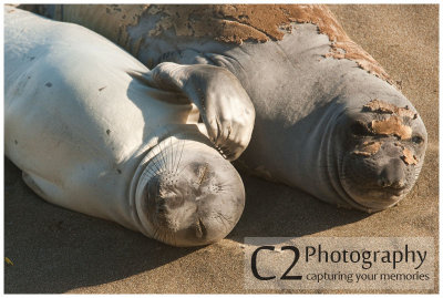 127-The Big Sur Basking Seals_DSC6355.jpg