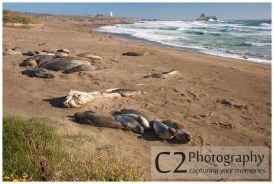 128-The Big Sur Basking Seals_DSC6356.jpg