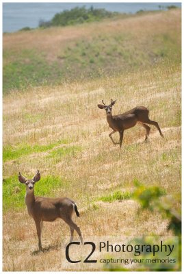 150-Curious Deer on The Big Sur_DSC7071.jpg