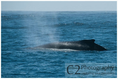 203-Morro Bay California - Humpback Whales_DSC6742.jpg