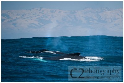 204-Morro Bay California - Humpback Whales_DSC6758.jpg