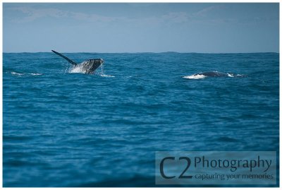 205-Morro Bay California - Humpback Whales_DSC6769.jpg