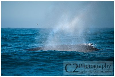 206-Morro Bay California - Humpback Whales_DSC6783.jpg