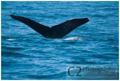 208-Morro Bay California - Humpback Whales_DSC6802.jpg