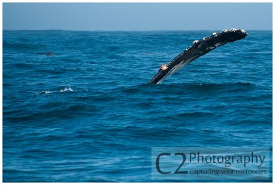 209-Morro Bay California - Humpback Whales_DSC6808.jpg