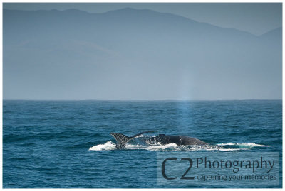 210-Morro Bay California - Humpback Whales_DSC6839.jpg