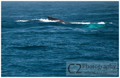 211-Morro Bay California - Humpback Whales_DSC6859.jpg