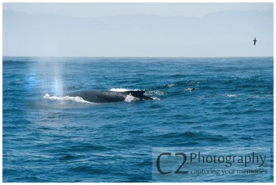 212-Morro Bay California - Humpback Whales_DSC6753.jpg