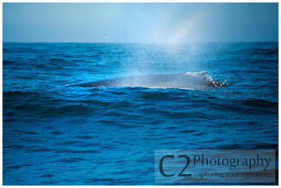213-Morro Bay California - Humpback Whales_DSC6784.jpg