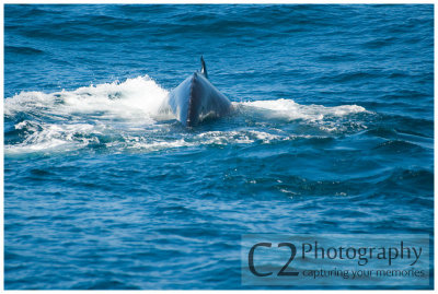 214-Morro Bay California - Humpback Whales_DSC6795.jpg