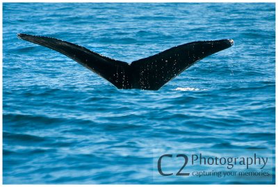 215-Morro Bay California - Humpback Whales_DSC6801.jpg