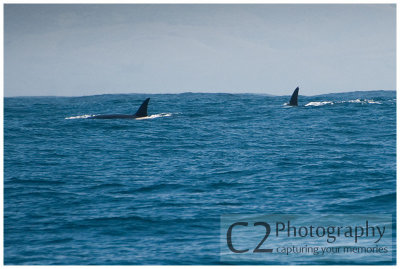 216-Morro Bay California - Orca - Killer Whales_DSC6868.jpg