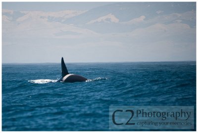 217-Morro Bay California - Orca - Killer Whales_DSC6874.jpg